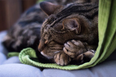 Close-up of cat sleeping