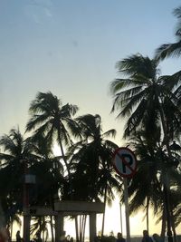 Low angle view of palm trees against sky