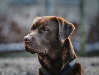 Close-up of dog