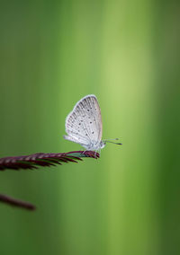 Close-up of butterfly on leaf
