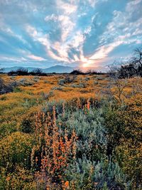 Scenic view of field against sky during autumn