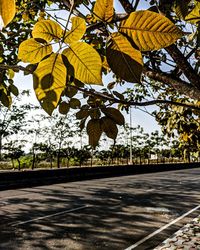 Close-up of yellow leaves on tree against sky