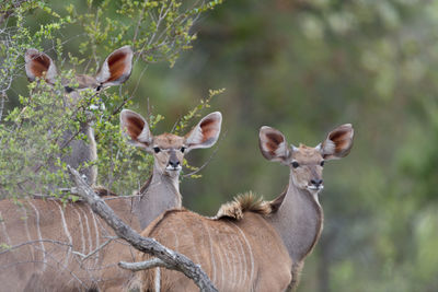 Portrait of deer in a forest