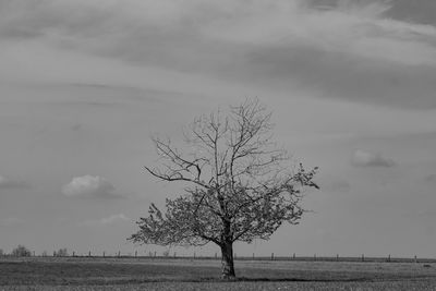 Bare tree on field against sky