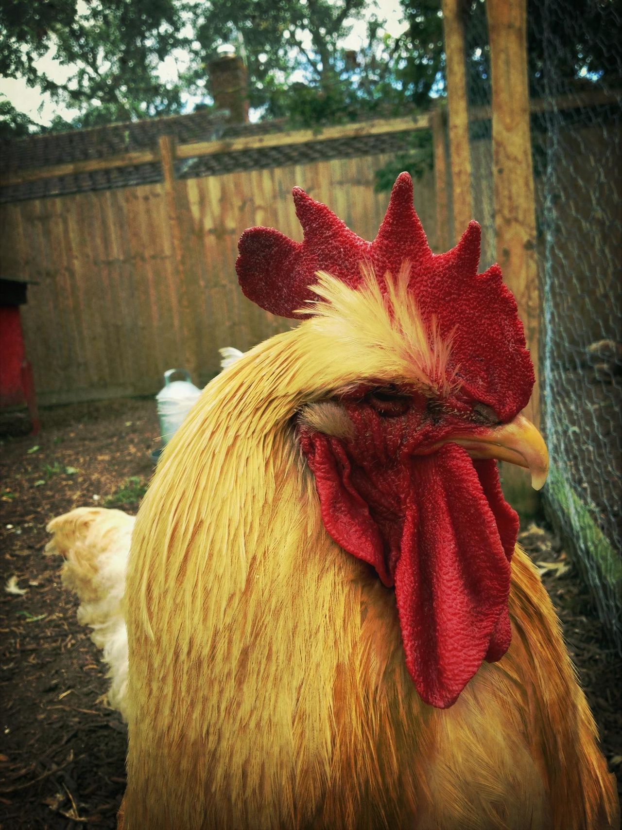 Cockerel