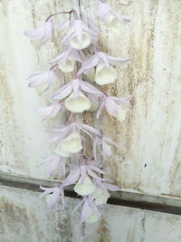 Close-up of white flowering plant against wall