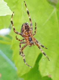 Close-up of spider on web