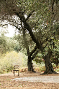 Trees in park