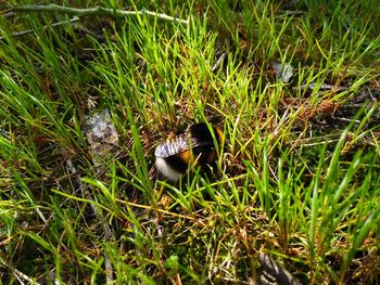 High angle view of bird on field