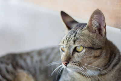 Close-up of a cat looking away