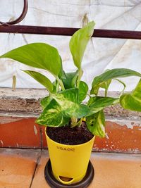 Close-up of potted plant on table