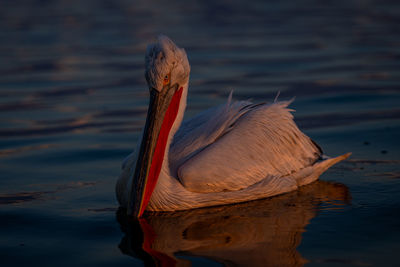 Close-up of bird in lake