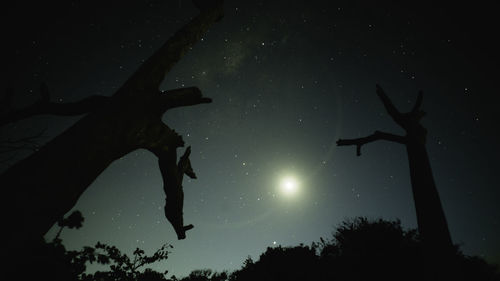 Low angle view of silhouette tree against sky at night