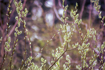 Close-up of flowering plant