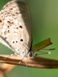 Close-up of butterfly