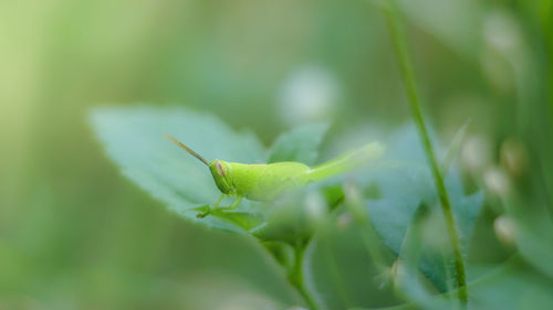 Close-up of insect on leaf