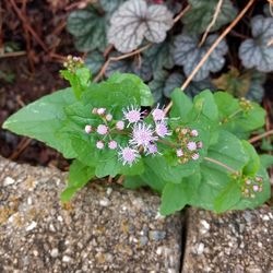 Close-up of purple flowering plant