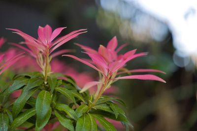 Close-up of pink flowering plant leaves