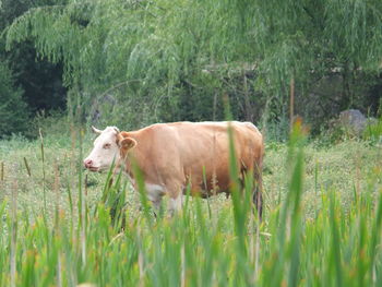 Cow in a field