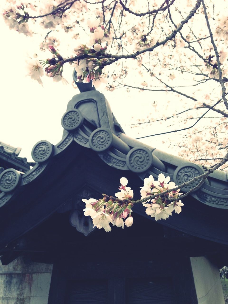 flower, freshness, fragility, growth, petal, branch, blossom, low angle view, nature, blooming, in bloom, beauty in nature, cherry blossom, tree, built structure, flower head, bunch of flowers, white color, cherry tree, springtime