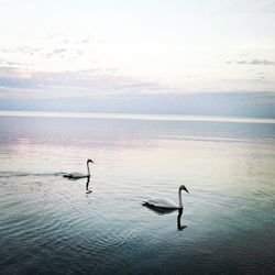 View of birds in water