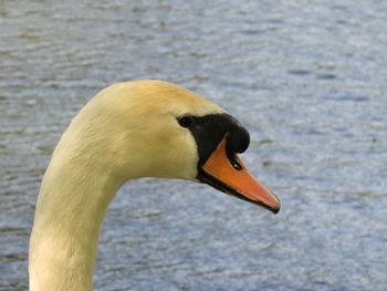 Close-up of swan on lake