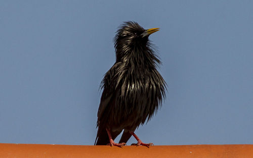 Low angle view of bird perching on branch