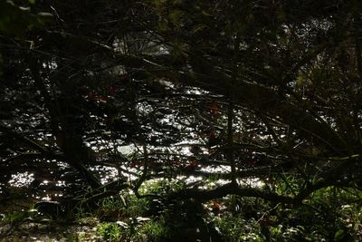 Low angle view of trees in forest