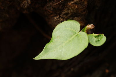 Close-up of green leaves on land