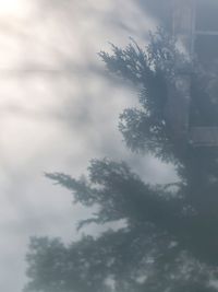 Low angle view of tree against sky