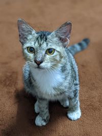 Portrait of cat sitting on floor