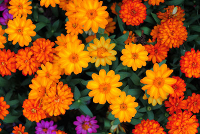 Full frame shot of orange blooming flowers at park