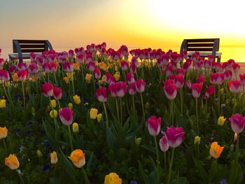 Close-up of pink tulips on field against sky