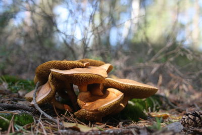 Close-up of mushroom growing on field