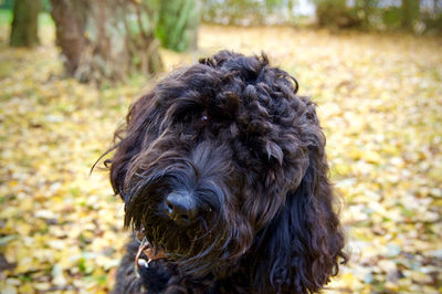 Close-up of black dog