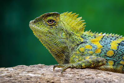 Close-up of a lizard