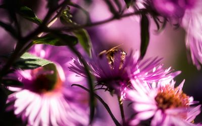 Close-up of bee pollinating on pink flower