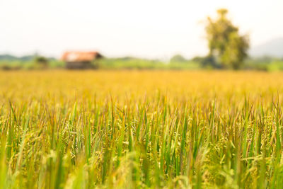 Scenic shot of wheat field