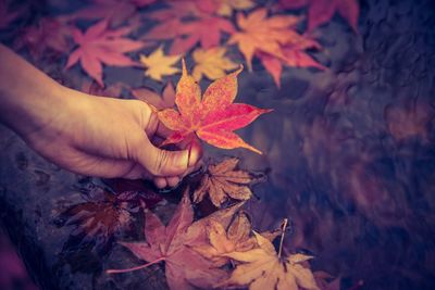 Close-up of hand holding maple leaves during autumn