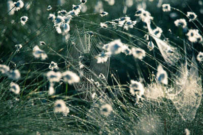 Close-up of wet spider web on plant