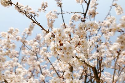 Low angle view of cherry blossom