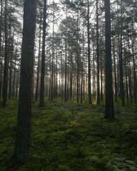 Trees in forest