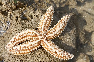 Close-up of crab on beach