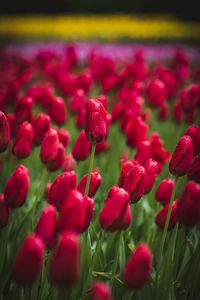 Close-up of red tulips