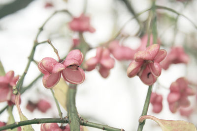 Close-up of pink flowers on tree