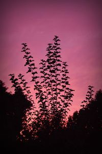 Low angle view of silhouette trees against sky at sunset