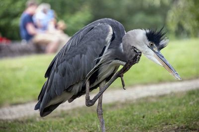 Close-up of gray heron standing on one leg