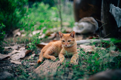 Portrait of cat lying on field