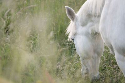 View of a horse on field