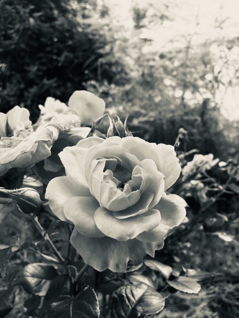 CLOSE-UP OF ROSE IN BLOOM